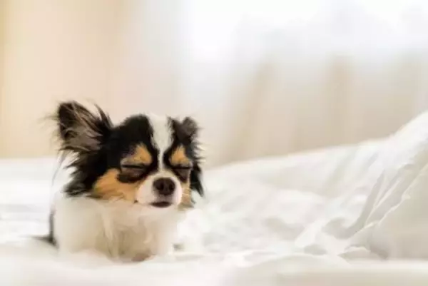 犬が寝る前に『クルクル回る』理由5選　放っておいて大丈夫？注意が必要なケースまで
