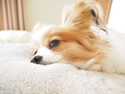 犬が寝る前に『クルクル回る』理由5選　放っておいて大丈夫？注意が必要なケースまで