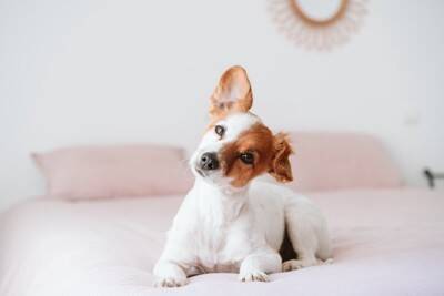 犬が寝る前に『クルクル回る』理由5選　放っておいて大丈夫？注意が必要なケースまで