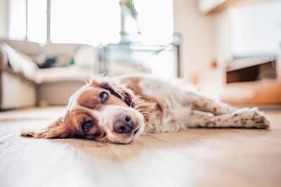 犬が寝る前に『クルクル回る』理由5選　放っておいて大丈夫？注意が必要なケースまで