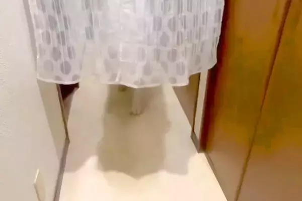 50キロ超えの超大型犬が『数日間いなかったママ』と再会→玄関を開けた瞬間に…迫力満点な『おかえりなさいの儀式』が16万再生「強烈ｗｗ」