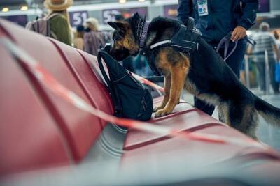 AIが犬の性格診断を簡単に！犬を迎える際の相性チェックにも応用
