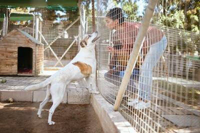AIが犬の性格診断を簡単に！犬を迎える際の相性チェックにも応用