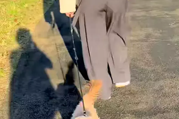 ママが大好きすぎる犬→お姉ちゃんが代わりにお散歩した結果…『散歩どころじゃない様子』が話題に「分かりやすい優先順位」「可愛すぎるｗ」