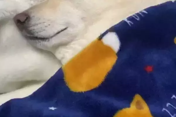 『6年間、犬と一緒の布団で寝続けた』結果→野生を忘れすぎている『まさかの末路』が285万再生「完全に人で草」「前世人間だったのかなｗ」