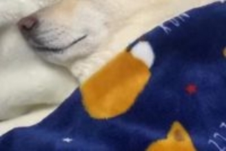 『6年間、犬と一緒の布団で寝続けた』結果→野生を忘れすぎている『まさかの末路』が285万再生「完全に人で草」「前世人間だったのかなｗ」