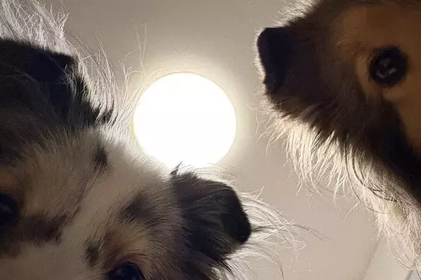 『はい、すいません、起きます』ふと目が覚めると、2匹の犬が…絶対二度寝できない光景に3万いいね「めっちゃ圧で草」「観察されてるｗ」