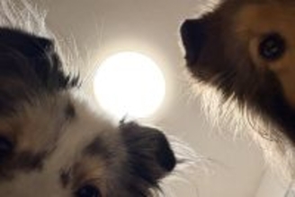 『はい、すいません、起きます』ふと目が覚めると、2匹の犬が…絶対二度寝できない光景に3万いいね「めっちゃ圧で草」「観察されてるｗ」