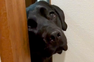 トイレに入ったら、大型犬が『どうしても一緒にいたい』と駄々をこねて…まさかの『強引すぎる抗議』が11万再生「表情豊かｗ」「甘えん坊」