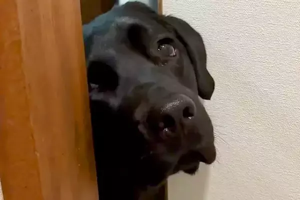 トイレに入ったら、大型犬が『どうしても一緒にいたい』と駄々をこねて…まさかの『強引すぎる抗議』が11万再生「表情豊かｗ」「甘えん坊」