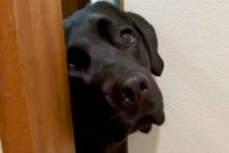 トイレに入ったら、大型犬が『どうしても一緒にいたい』と駄々をこねて…まさかの『強引すぎる抗議』が11万再生「表情豊かｗ」「甘えん坊」