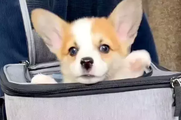 『バッグから出れない！助けて！』と慌てる子犬→下の方を見てみると…目を疑う『まさかの光景』が220万再生「助けてあげたいｗ」「たまらん」