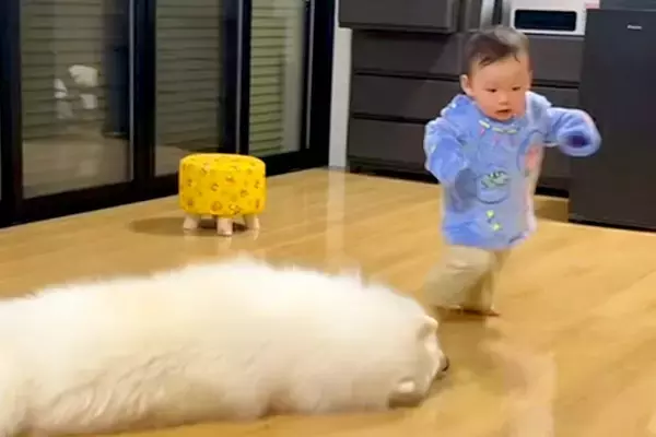 よちよち歩きをする小さな男の子→転んでしまった結果、大型犬が駆け寄り…あまりにも尊い光景が169万再生「優しい世界」「反射神経すごい」