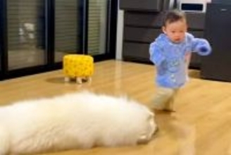 よちよち歩きをする小さな男の子→転んでしまった結果、大型犬が駆け寄り…あまりにも尊い光景が169万再生「優しい世界」「反射神経すごい」