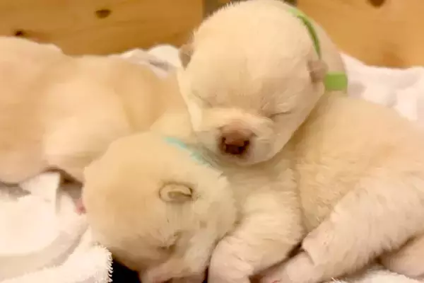 生後15日の『目が開いたばかりの犬』→外の世界に興味が湧いて…『脱走を企てる光景』が可愛すぎると悶絶「最高の癒し」「先が思いやられるｗ」