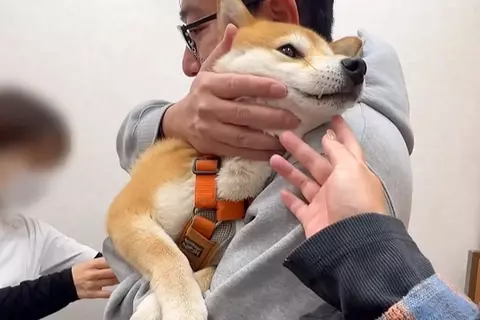 病院で怖がらずに注射を打てた妹犬→兄犬はというと…あまりにも対照的な『情けない光景』が234万再生「まるで子供ｗｗ」「文句言ってて草」
