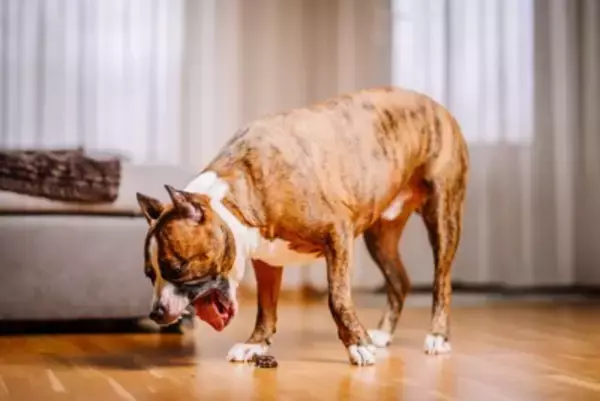 犬の下痢・嘔吐『危険な症状』５選　緊急で治療が必要な状態かどうかを判断する方法まで