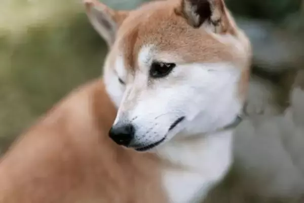 犬が『邪魔しないで』と伝えているサイン4つ　そっとしておくべきタイミングや良好な関係を保つコツまで