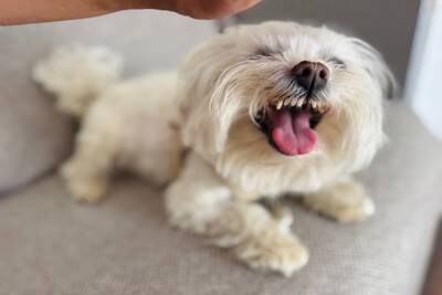 犬が『邪魔しないで』と伝えているサイン4つ　そっとしておくべきタイミングや良好な関係を保つコツまで