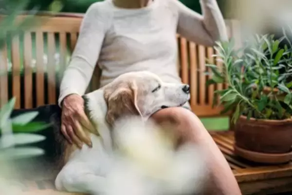 『老犬が飼い主に甘える』理由4つ　シニア期に入ったワンコが甘えん坊になるのはなぜ？