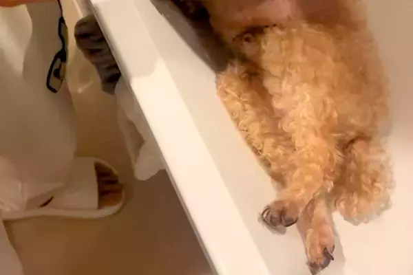 12歳のおじいちゃん犬をシャンプーしようと『洗面台に乗せた』結果→嫌がってしまい…まさかの『拒否方法』が50万再生「ぬいぐるみかとｗ」