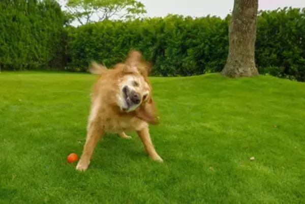 犬が『今は触ってほしくない』と思っている時のサイン4選　やるべきではないNG行為と取るべき対応とは