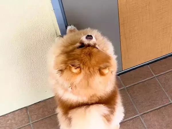 隣に住む80歳のおばあちゃん→『会いに行く？』と犬を誘った結果…まるで『推し活のような行動』が11万再生「不法侵入ｗ」「隣人になりたい」