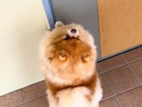 隣に住む80歳のおばあちゃん→『会いに行く？』と犬を誘った結果…まるで『推し活のような行動』が11万再生「不法侵入ｗ」「隣人になりたい」