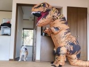 犬たちに『巨大な恐竜がいるドッキリ』を仕掛けた結果→『怖がるかな』と思ったら…想定外だった反応が70万再生「笑ったｗ」「好き過ぎる」