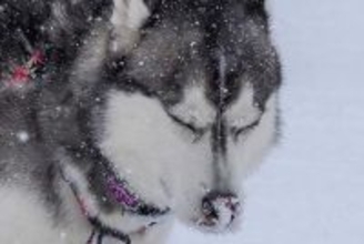 雪景色の中で『全集中』するハスキー犬→微動だにしない『まさかの理由』に1万6000いいね集まる「ウンの呼吸」「雰囲気出てるけどｗ」と爆笑