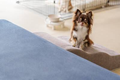 犬の足に負担がかかるタブー行為6つ　トラブルを防ぐために飼い主がすべきことまで