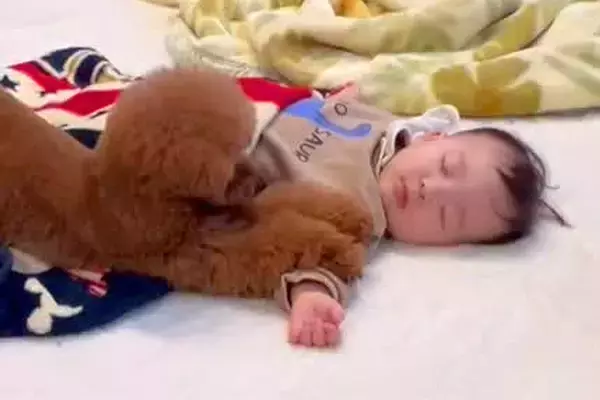 『ぼくが守る』いつも赤ちゃんのことを警備していた犬→1年後…愛おしい『成長』を遂げた光景が11万再生「賢くて優しい」「今を楽しんで」