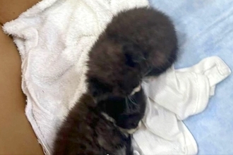 ダンボールに入った『生まれたばかりの子猫』→気になりすぎてしまった犬が…思わず笑う光景が7万表示「どっちも可愛い」「見守り隊に任命！」