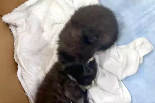 ダンボールに入った『生まれたばかりの子猫』→気になりすぎてしまった犬が…思わず笑う光景が7万表示「どっちも可愛い」「見守り隊に任命！」