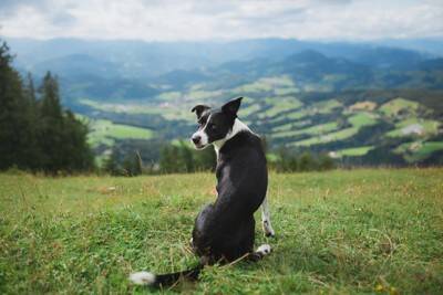 犬が『味方』だと思っている人にみせる5つのサイン　頼りにされる飼い主の共通点まで