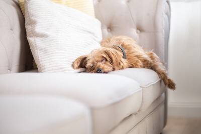 犬が『味方』だと思っている人にみせる5つのサイン　頼りにされる飼い主の共通点まで