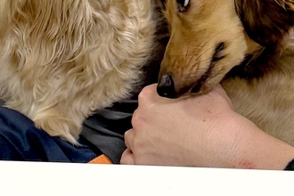 友人が遊びに来て『独り占め』していた犬→お兄ちゃん犬が邪魔してきて…嫉妬しすぎて見せた『アニメのような表情』に反響「笑えるｗｗ」