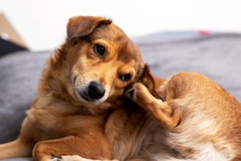 痛い、かゆい、つらい…犬の『慢性外耳炎』は飼い主さんのQOLにも影響する？最新研究を獣医が解説