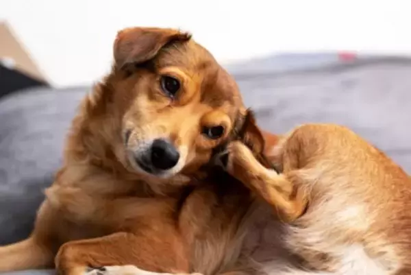 痛い、かゆい、つらい…犬の『慢性外耳炎』は飼い主さんのQOLにも影響する？最新研究を獣医が解説