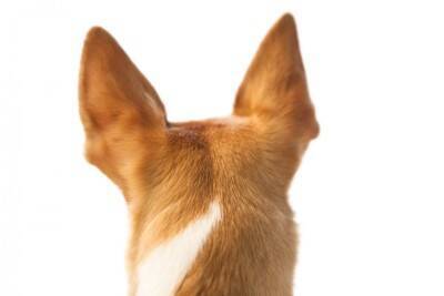 痛い、かゆい、つらい…犬の『慢性外耳炎』は飼い主さんのQOLにも影響する？最新研究を獣医が解説