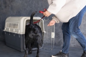 犬の『多頭飼い』に最も適したタイミングとは？2匹目を迎えるメリット・デメリットまで
