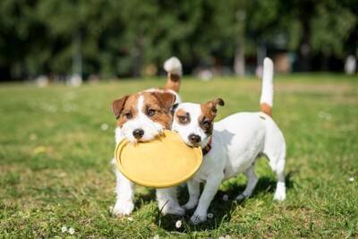 犬の『多頭飼い』に最も適したタイミングとは？2匹目を迎えるメリット・デメリットまで