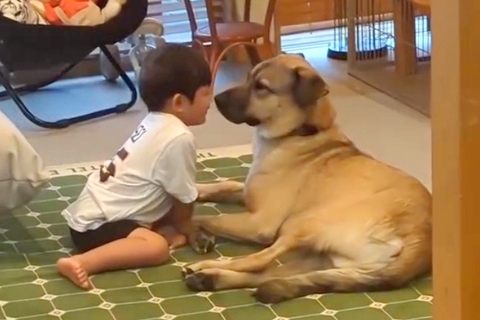 男の子を警戒していた『元野犬』→少しずつ、気持ちを受け入れて…心温まる『素敵すぎる関係』が30万再生「愛がいっぱい」「最高のパートナー」