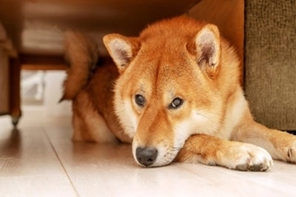 犬が『やめてほしい』と思っているときにみせる行動4選　愛犬との信頼関係が悪化する飼い主のNG行為まで