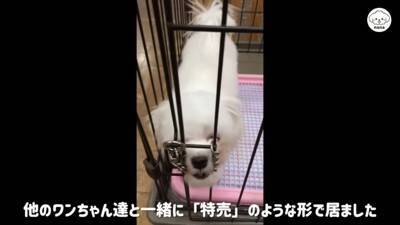 『売れ残った犬』を飼った結果…8年経った『現在の姿』に感動の声「泣いて画面が見れない」「ずっと待ってたんだね」家族の深い愛情に涙