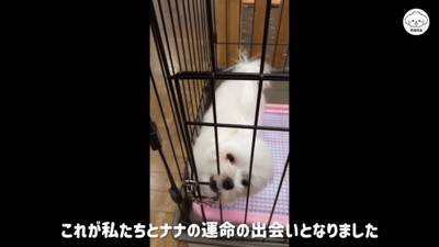 『売れ残った犬』を飼った結果…8年経った『現在の姿』に感動の声「泣いて画面が見れない」「ずっと待ってたんだね」家族の深い愛情に涙