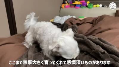 『売れ残った犬』を飼った結果…8年経った『現在の姿』に感動の声「泣いて画面が見れない」「ずっと待ってたんだね」家族の深い愛情に涙