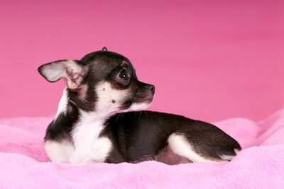 犬が『天井』を見つめているときの理由4つ　何かいるの…？意外な事実や対処法も解説