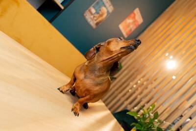 犬が『天井』を見つめているときの理由4つ　何かいるの…？意外な事実や対処法も解説