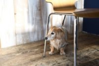 犬が『家具の下に潜り込む』心理4つ　テーブルなどの下に隠れる理由や対策まで